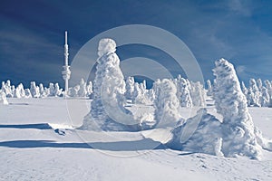 Snow Covered Spruces