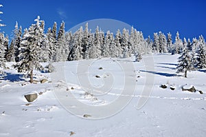 Snow covered spruces in the mountains