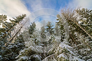 Snow covered spurce forest Norway