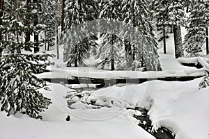 Snow covered stream in Sequoia National Park California