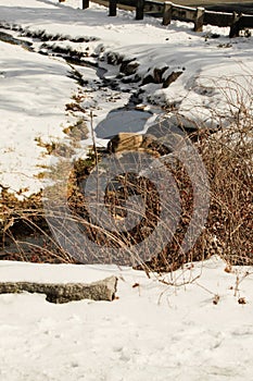 snow covered stream of water, Shrewsbury Ma