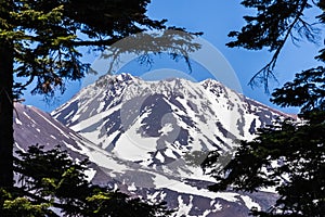 The snow covered summit of Shasta mountain framed by evergreen trees on a sunny summer day, California