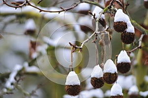 Snow-covered Sycamore seeds hang from twigs