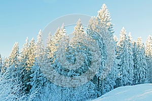 Snow-covered tall coniferous trees on a frosty sunny day against a blue sky.