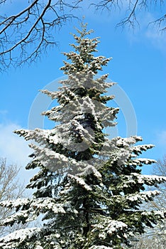 Snow-covered tall fir tree and blue sky