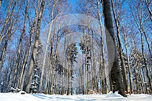 Snow-covered tall trees in the winter forest.