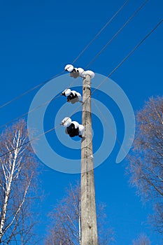 Snow covered telephone pole blue sky background