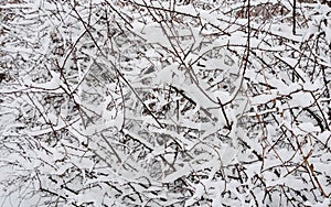 Snow covered thorns, winter snow background detail.