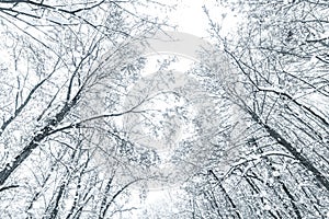Snow covered top trees ,Winter trees crown