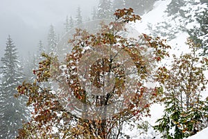 Snow covered tourist trails in slovakia tatra mountains