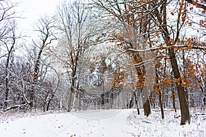 Snow Covered Trail in a Midwestern Forest and a Tree with Brown Leaves
