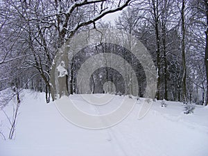 Snow-covered trail of the old snow-covered park