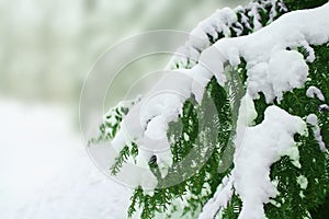 Snow covered tree