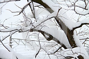 Snow covered tree