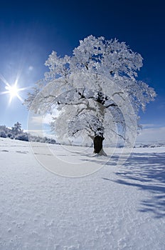 Snow covered tree on a beautiful sunny winter day