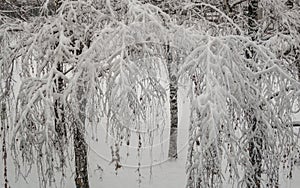 Snow covered tree branch