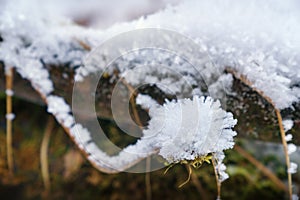 Snow-Covered Tree Branch