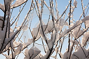 A snow-covered tree branch, the branches of the trees are covered with snow