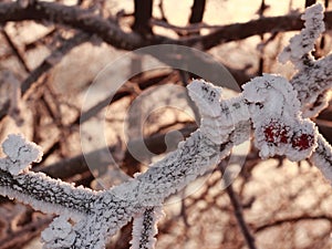 Snow-covered tree branch with crab apples