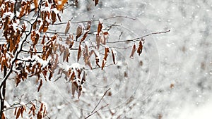 Snow-covered tree branch with dry leaves in the winter forest