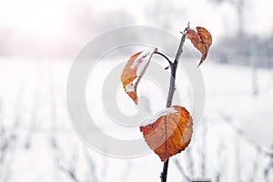 Snow-covered tree branch with dry leaves in winter in sunny weather