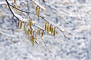 Snow-covered tree branch with earrings during the spring cooling