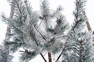 Snow-covered tree branch at park, cold tonned. Winter conceprt