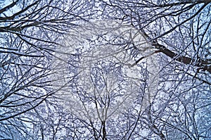 Snow covered tree branches against a blue sky