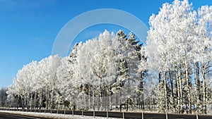 Snow-covered tree branches against the blue sky. Trees are covered with snow and hoarfrost against the blue sky