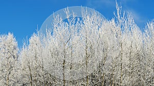 Snow-covered tree branches against the blue sky. Trees are covered with snow and hoarfrost against the blue sky