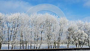 Snow-covered tree branches against the blue sky. Trees are covered with snow and hoarfrost against the blue sky.