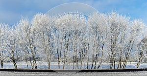 Snow-covered tree branches against the blue sky. Trees are covered with snow and hoarfrost against the blue sky.