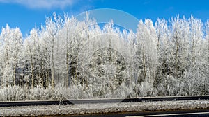 Snow-covered tree branches against the blue sky. Trees are covered with snow and hoarfrost against the blue sky.