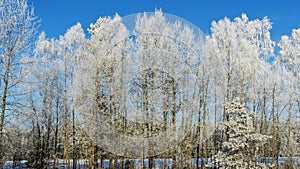Snow-covered tree branches against the blue sky. Trees are covered with snow and hoarfrost against the blue sky.