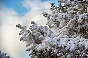 Snow-covered tree branches against the sky