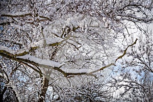 Snow-covered tree branches against the sky