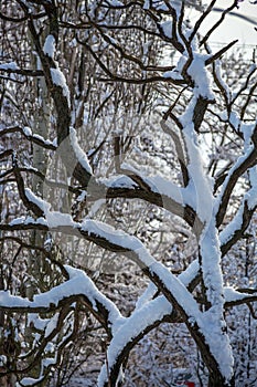 Snow-covered tree branches against the sky