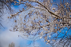 Snow-covered tree branches against the sky