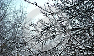 Snow-covered tree branches beautiful lace contrasted in the snowy rest.
