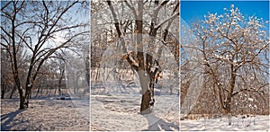 Snow-covered tree branches. Beautiful winter landscape with snow covered trees. Winter in forest, sun shining through branches