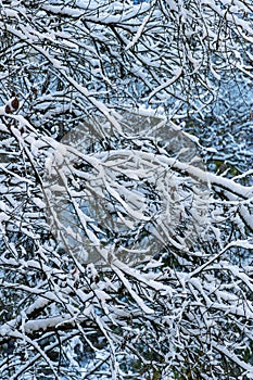 Snow-covered tree branches create a serene winter scene.