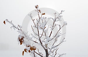 Snow covered tree branches in a ghostly winter fog