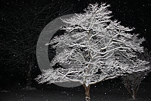 Snow Covered Tree Branches Illuminated Against Black of Night