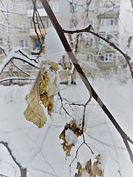 Snow-covered tree branches  with leaves in a winter