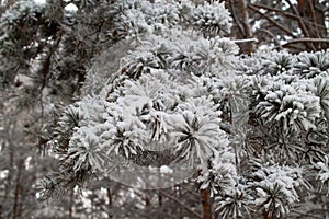 Snow covered tree branches photo