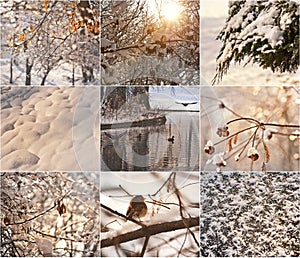 Snow-covered tree branches. Robin in the snow in winter. Winter landscapes with snow. Beautiful winter landscape with snow