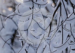 Snow-covered tree branches after a snowfall. Snowy twig lace.