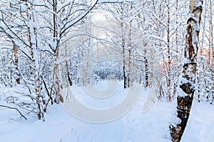 Snow-covered tree branches in the winter forest against the blue sky in the sunset light