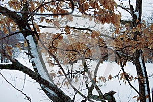 Snow-covered tree with bright orange leaves in winter.