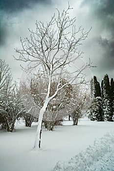 Snow-covered tree and bushes on a cloudy winter day